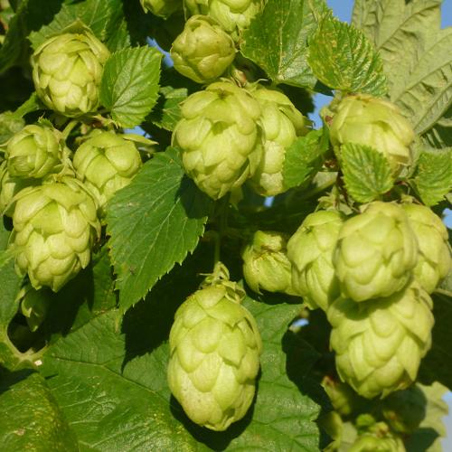 Preview: 'Perle' - Aromahopfen