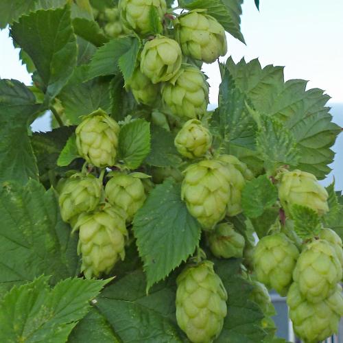 Preview: Humulus lupulus 'Perle' - Aromahopfen