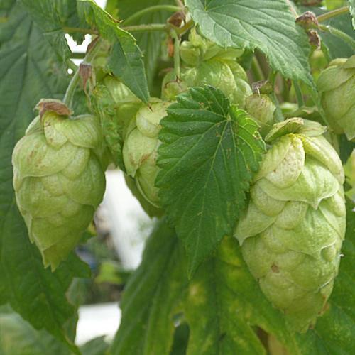 Preview: 'Polaris'- Aroma - und Bitterhopfen