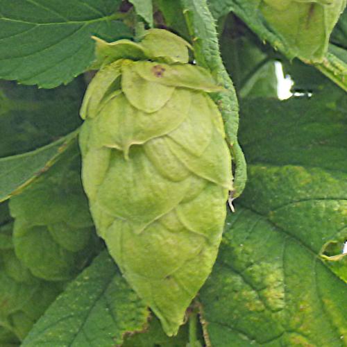 Preview: Humulus lupulus 'Polaris'- Aroma - und Bitterhopfen