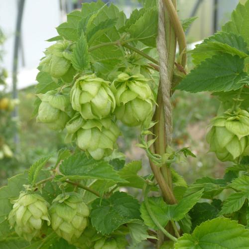 Preview: 'Saphir' - Aromahopfen