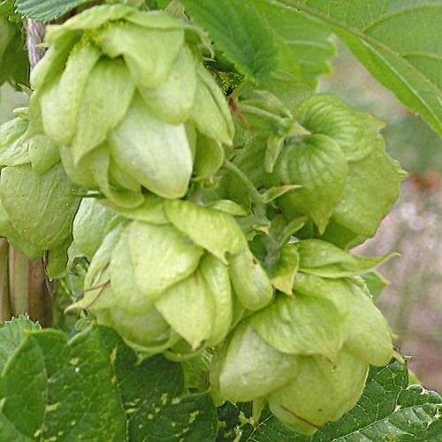 Preview: Humulus lupulus 'Saphir' - Aromahopfen