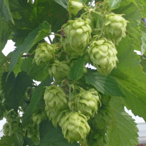 Preview: 'Smaragd' - Aromahopfen