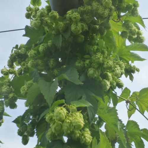 Preview: Humulus lupulus 'Smaragd' - Aromahopfen