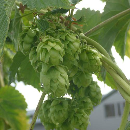 Preview: 'Spalter Select' - Aromahopfen