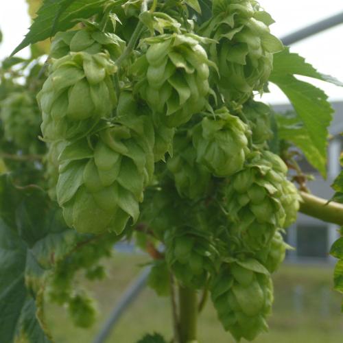 Preview: Humulus lupulus 'Spalter Select' - Aromahopfen