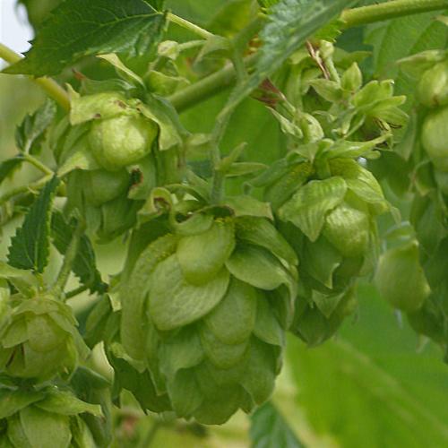 Preview: 'Spalter Spalt' - Aromahopfen