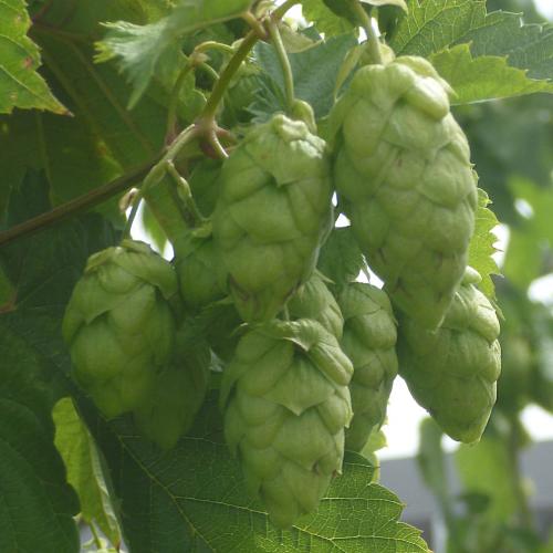 Preview: 'Target' - Bitterhopfen