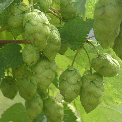 Preview: Humulus lupulus 'Target' - Bitterhopfen