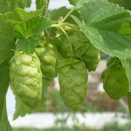 Preview: 'Taurus' - Bitterhopfen