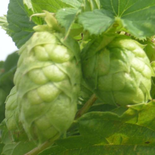 Preview: Humulus lupulus 'Taurus' - Bitterhopfen