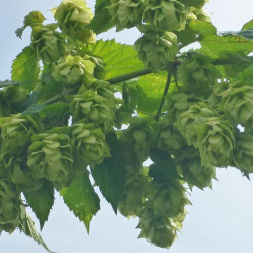 Preview: Humulus lupulus 'Tettnanger' - Aromahopfen