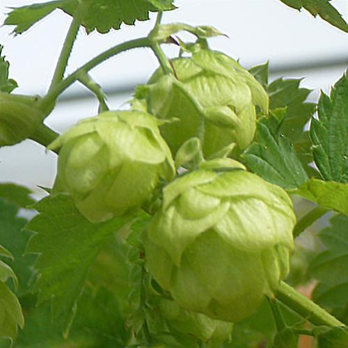Preview: Humulus lupulus 'Tradition' - Aromahopfen