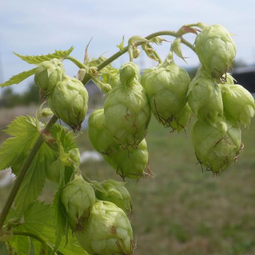 Preview: 'Willamette' - Aromahopfen
