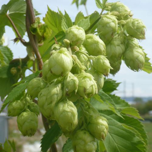 Preview: Humulus lupulus 'Willamette' - Aromahopfen