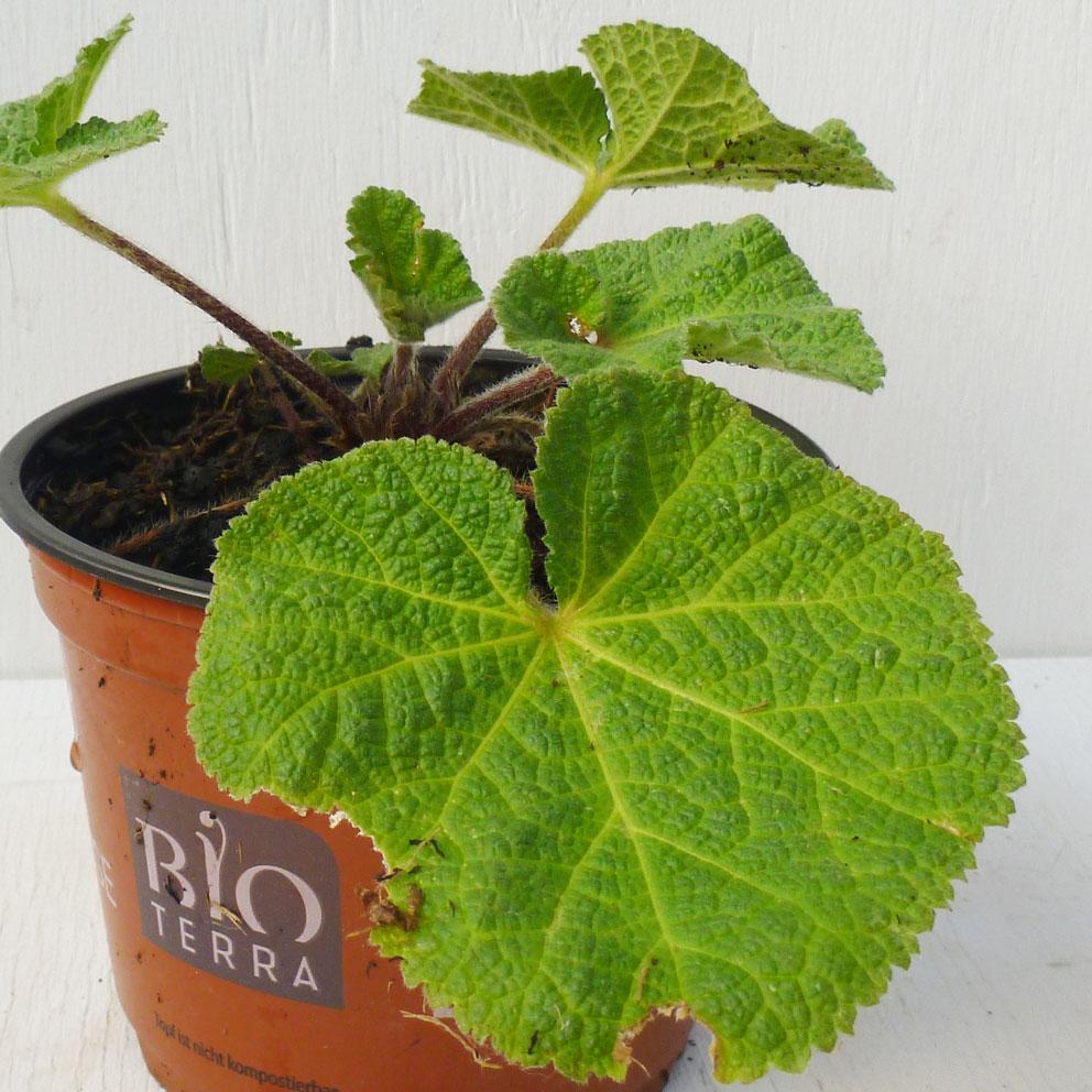 Alcea rosea 'Creme de Cassis' - Stockrose 'Creme de Cassis'