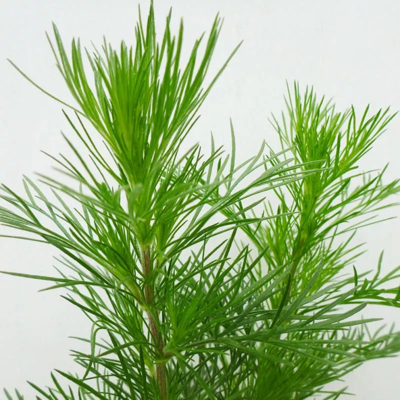 Artemisia capillaris 'Grüne Feder' - Chinesisches Moxakraut