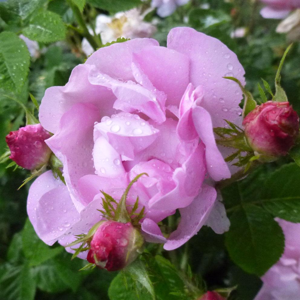 Celsiana, Damascena Rose, Biopflanze von oMioBio