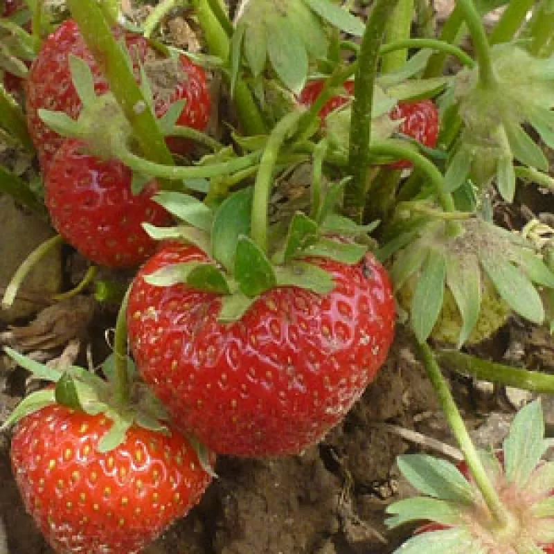 Berneck 1 - mittelfrühe Erdbeere