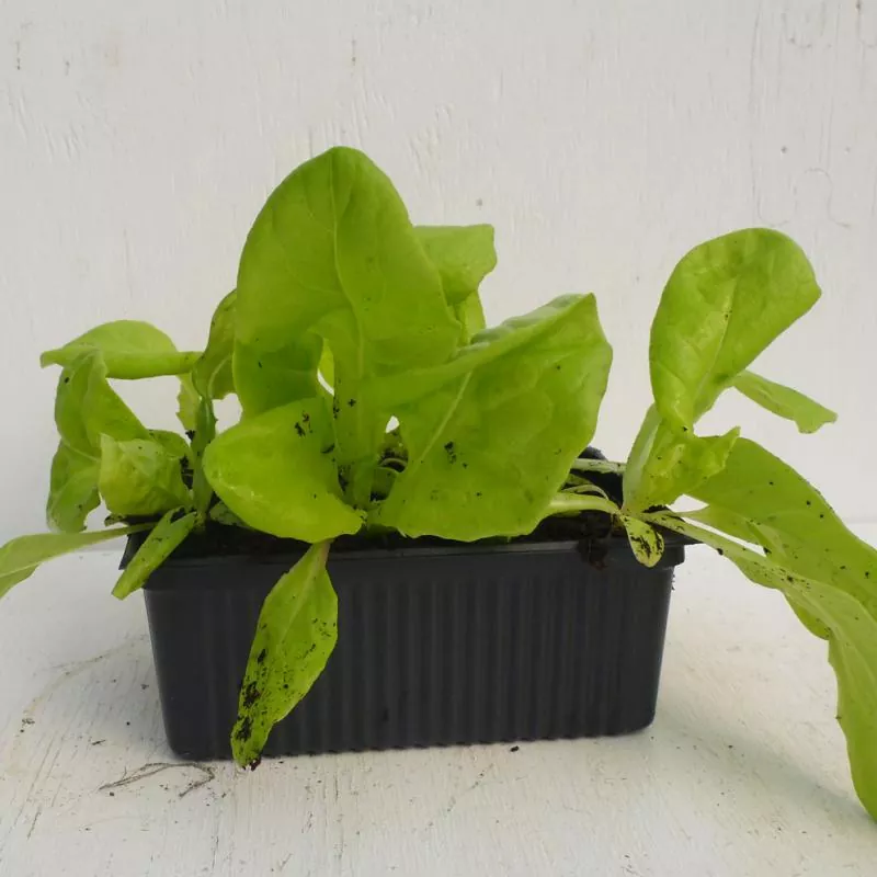 Bio-Kopfsalat Maikönig