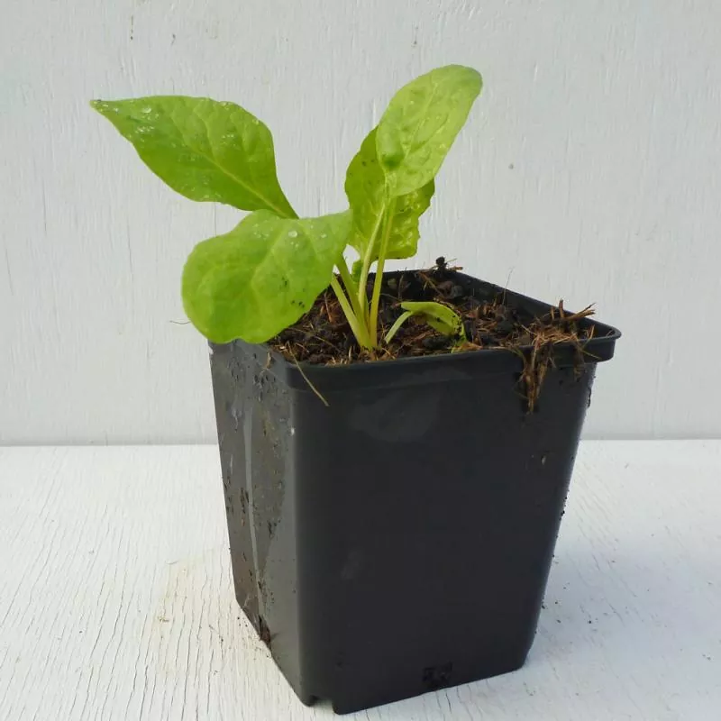 Bio-Schnittmangold 'Gelber Bündner'