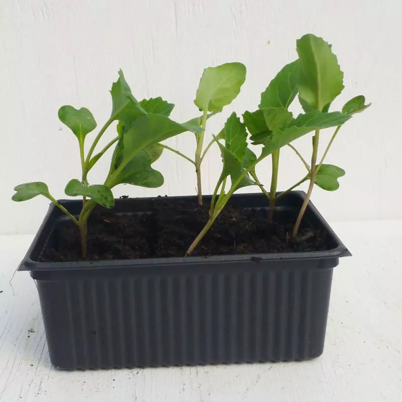 Bio-Spitzkohl Filderkraut