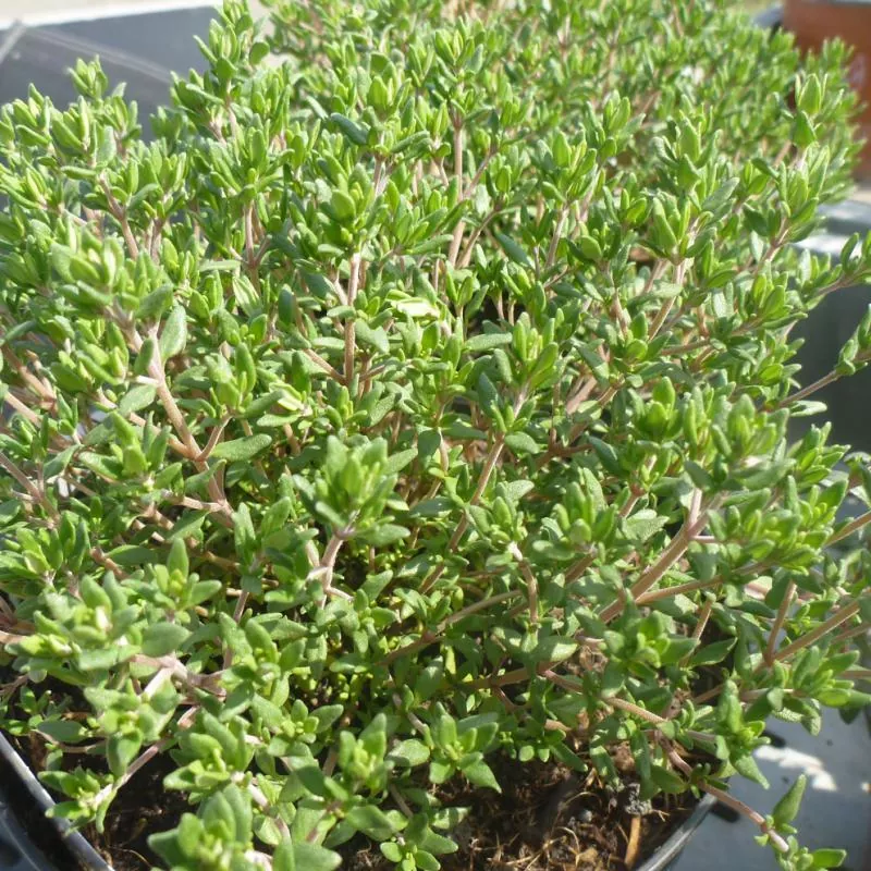 Thymus vulgaris - Gewürzthymian