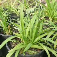 Agapanthus hybridus - Schmucklilie