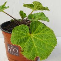 Alcea rosea 'Creme de Cassis' - Stockrose 'Creme de Cassis'