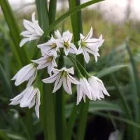 Allium triquetrum - Glöckchen-Lauch
