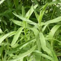 Artemisia dracunculus sativa - Estragon