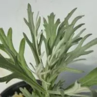 Artemisia ludoviciana - Steppenbeifuss