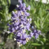 Lavandula officinalis - Lavendel