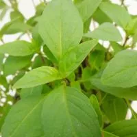 Ocimum basilicum - Thai Basilikum grün