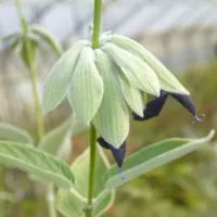 Salvia discolor - Peruanischer Salbei