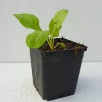 Bio-Schnittmangold 'Gelber Bündner'