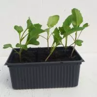 Bio-Spitzkohl Filderkraut