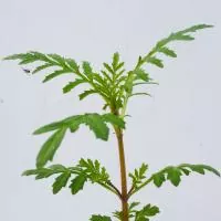 Tagetes tenuifolia - Mandarinengewürztagetes